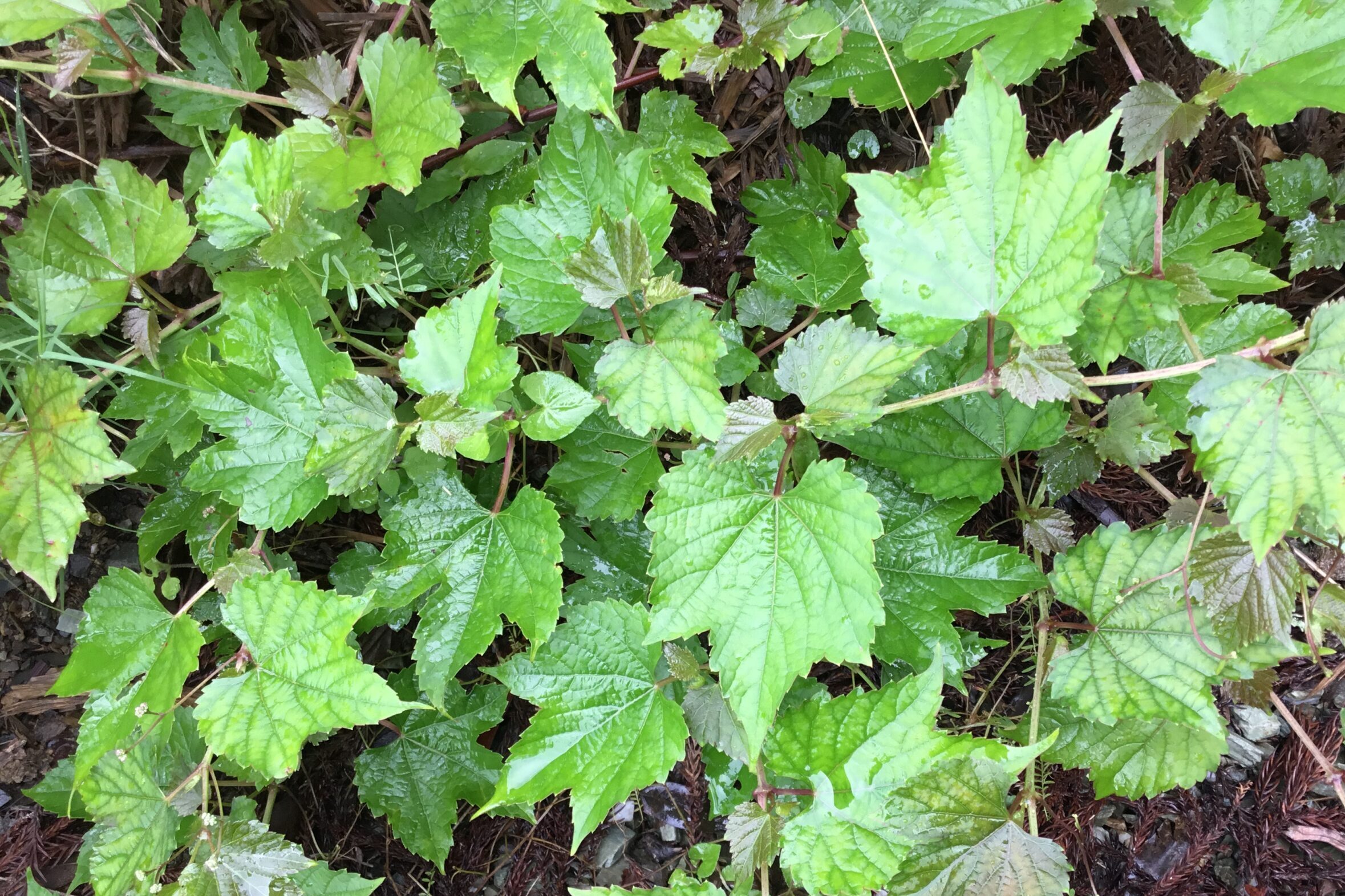 山ぶどうの葉っぱ 株式会社いろどり