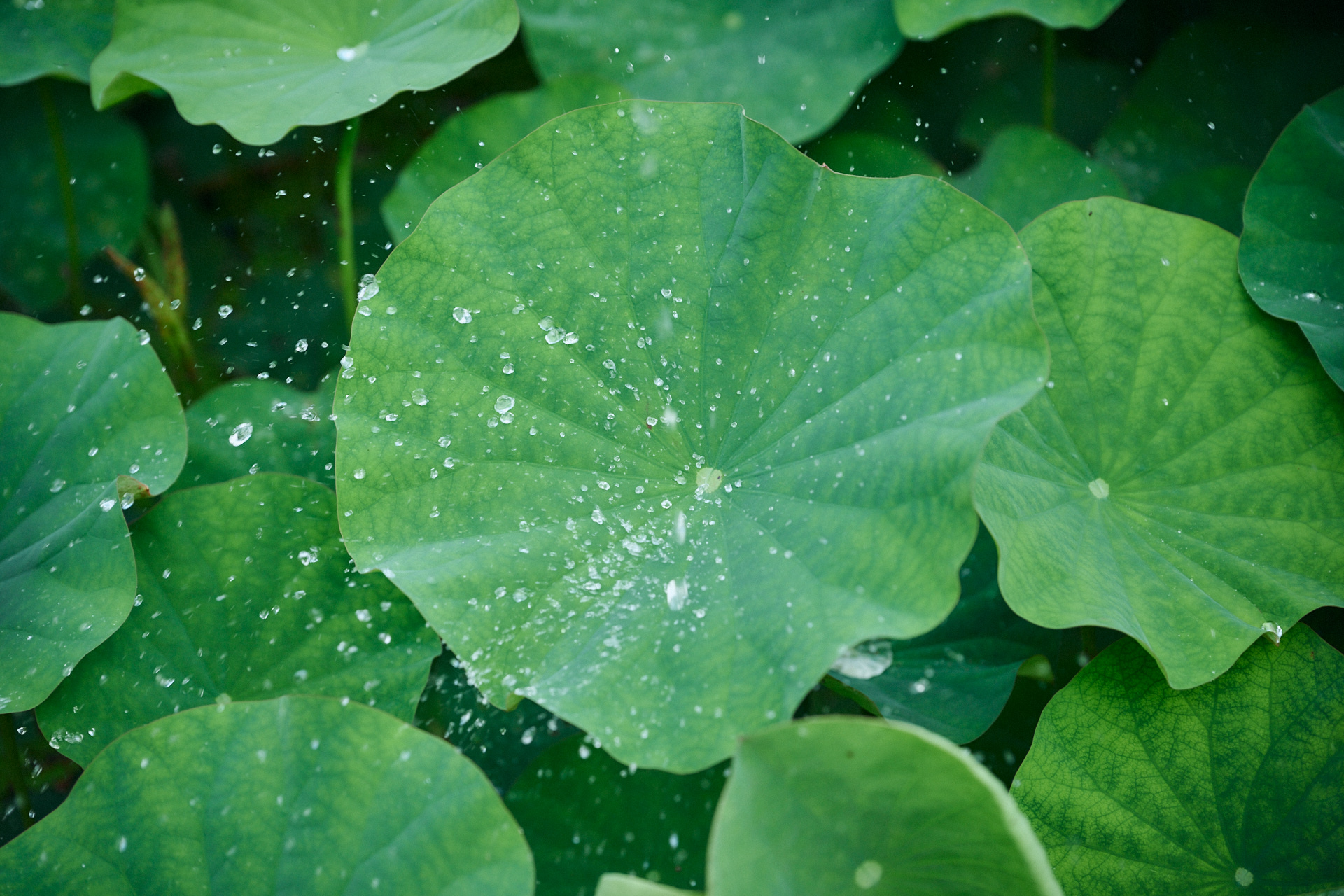 蓮の葉 16_闢ｮ縺ｨ譛ｴ闡・0915_Z9B_2676.jpg